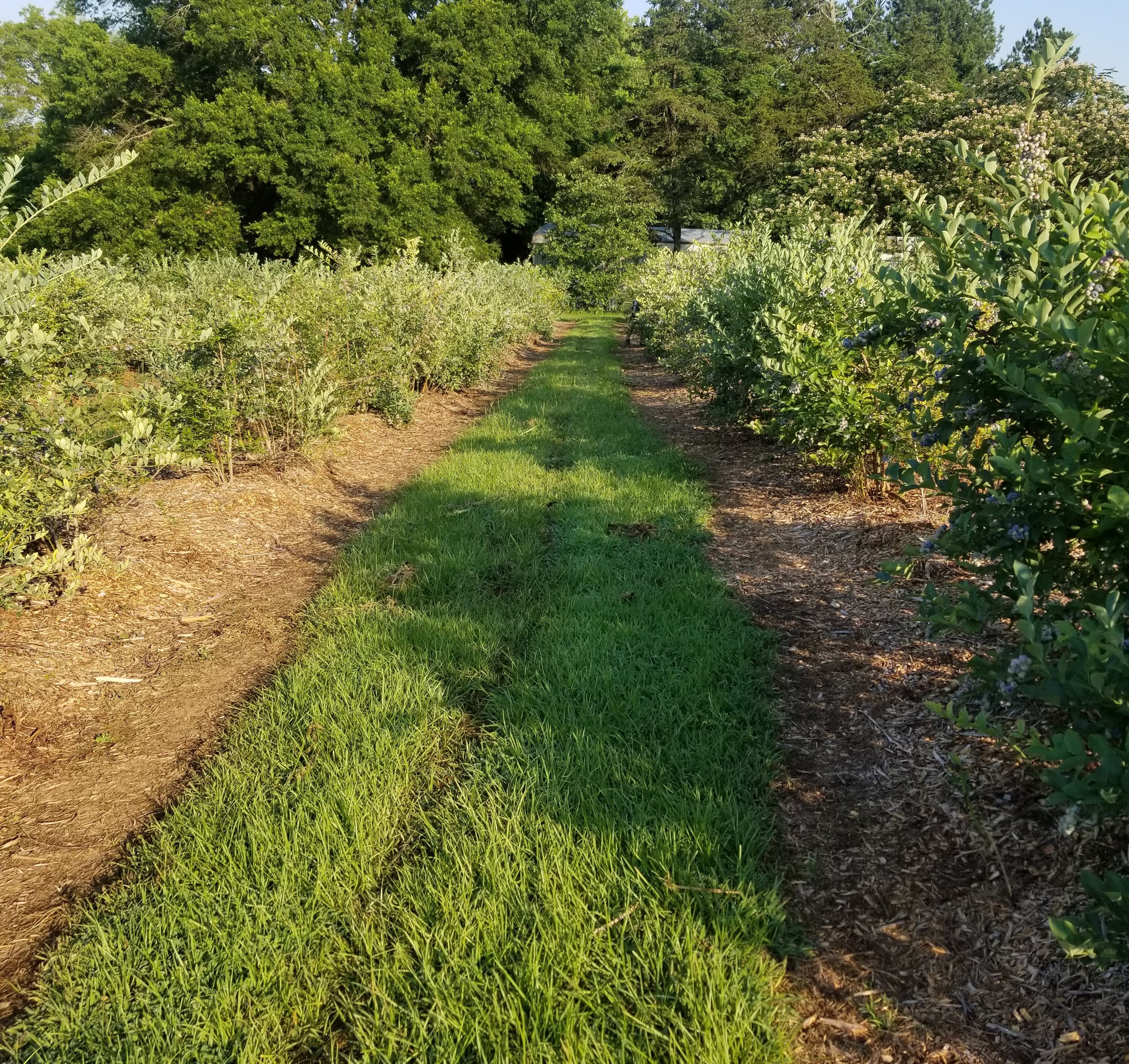 Blueberry bushes at Renee's Berry Garden near Russellville, Arkansas