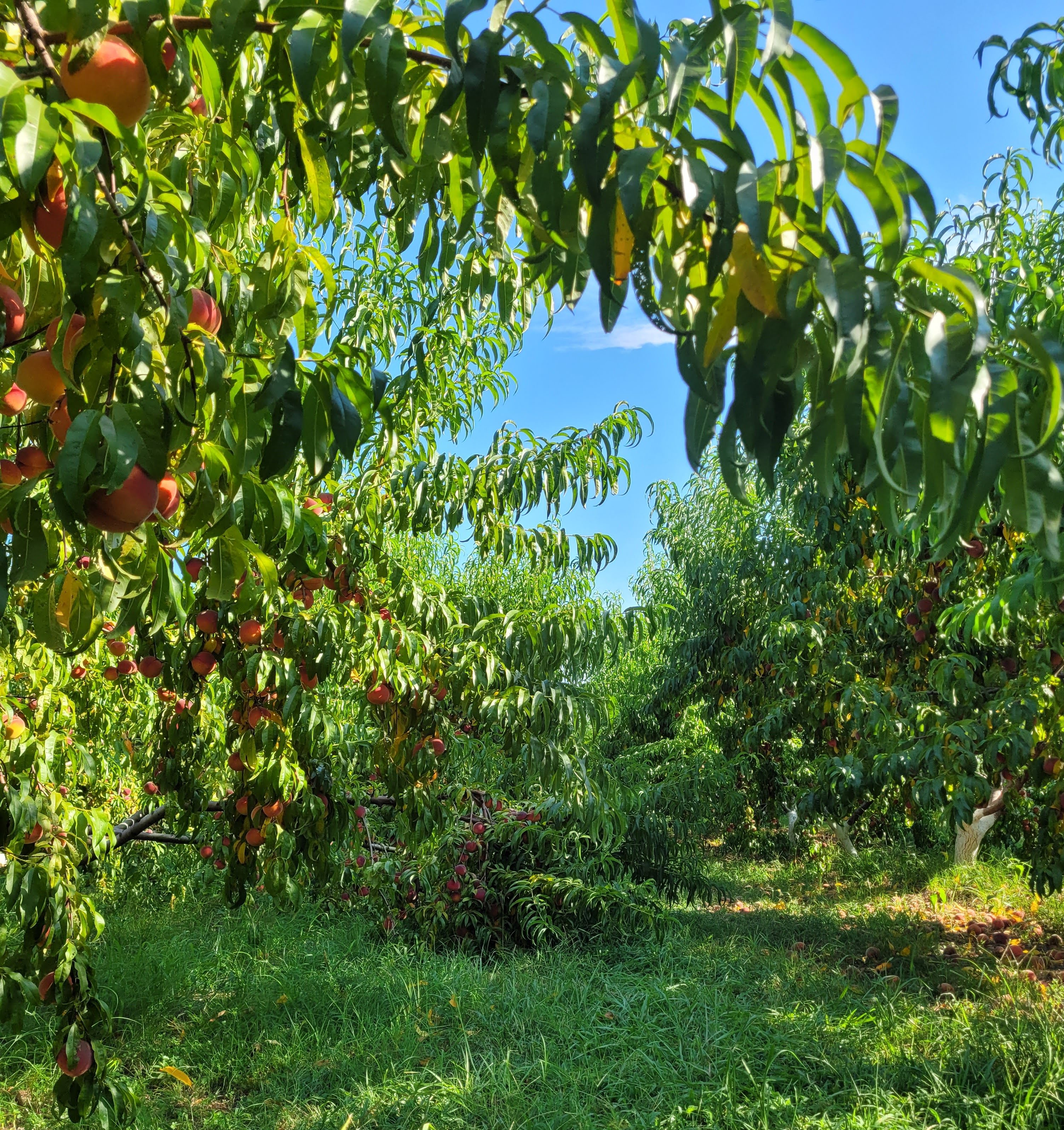 Peach trees at Peach Pickin' Paradise in Clarksville, Arkansas