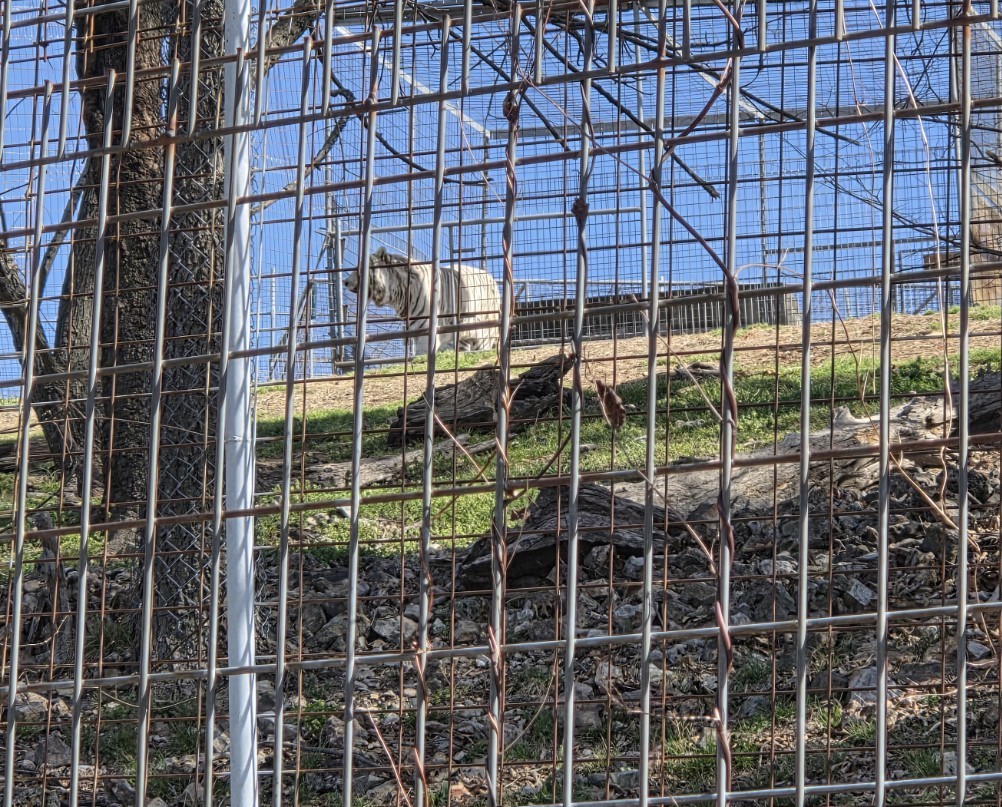 white tiger at Turpentine Creek wildlife refuge